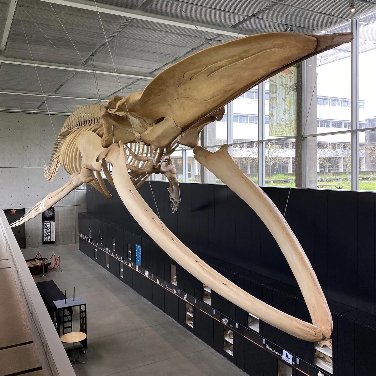 Beaty Biodiversity Museum, Vancouver